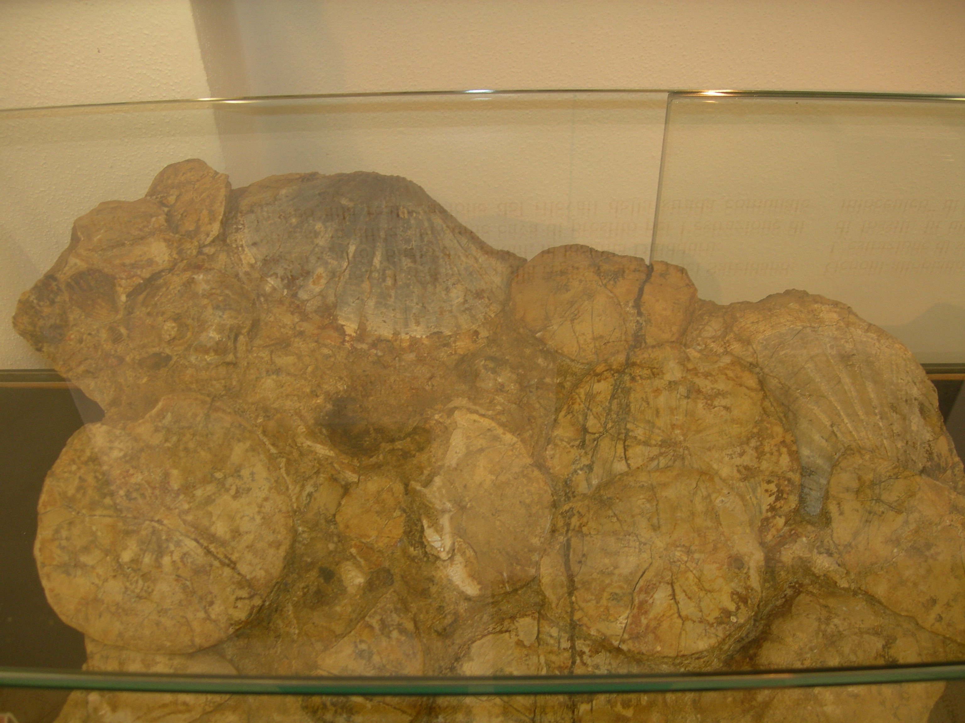 Fossile (pecten, clypeaster, scutella, associazione fossile)