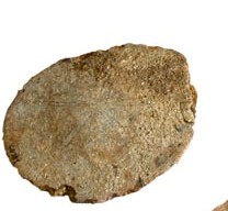 Fossile (scutella sp., esemplare)