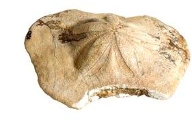 Fossile (clypeaster sp, esemplare)