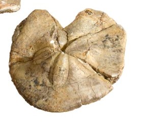 Fossile (clypeaster sp, esemplare)