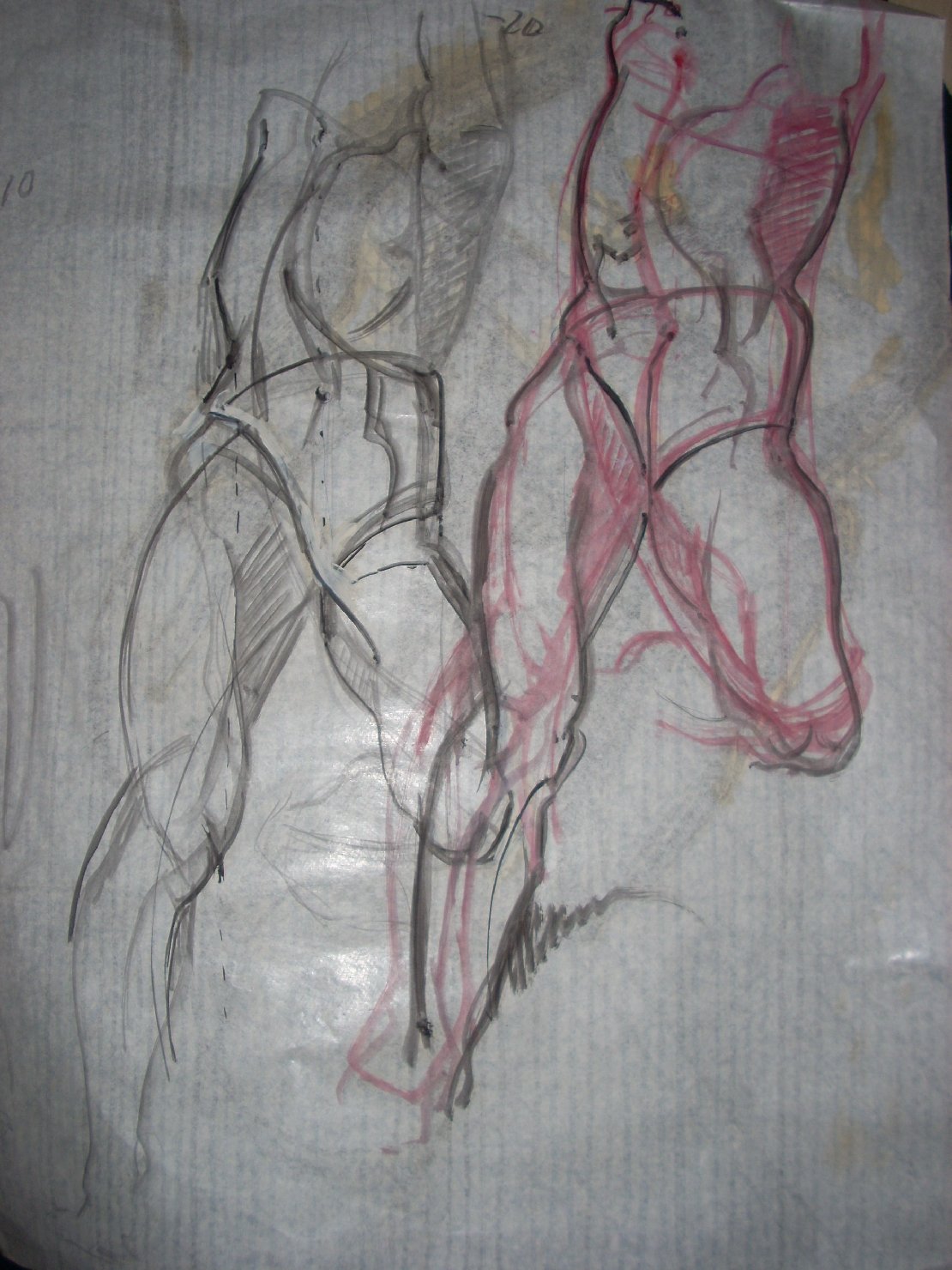 Due studi di corpo maschile, figura maschile (disegno) di Ciamarra Elena (sec. XX)