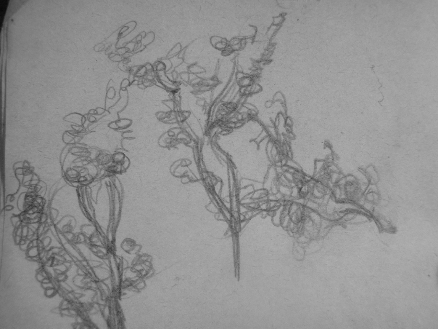 Schizzo di rami (disegno) di Ciamarra Elena (sec. XX)