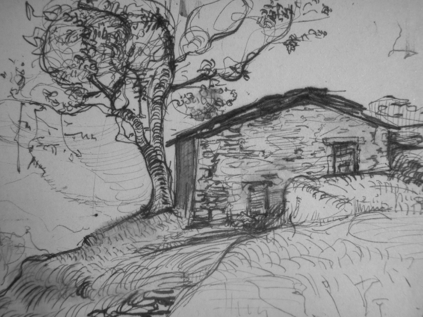 Schizzetto di casa molisana con albero 1, paesaggio con alberi (disegno) di Ciamarra Elena (sec. XX)