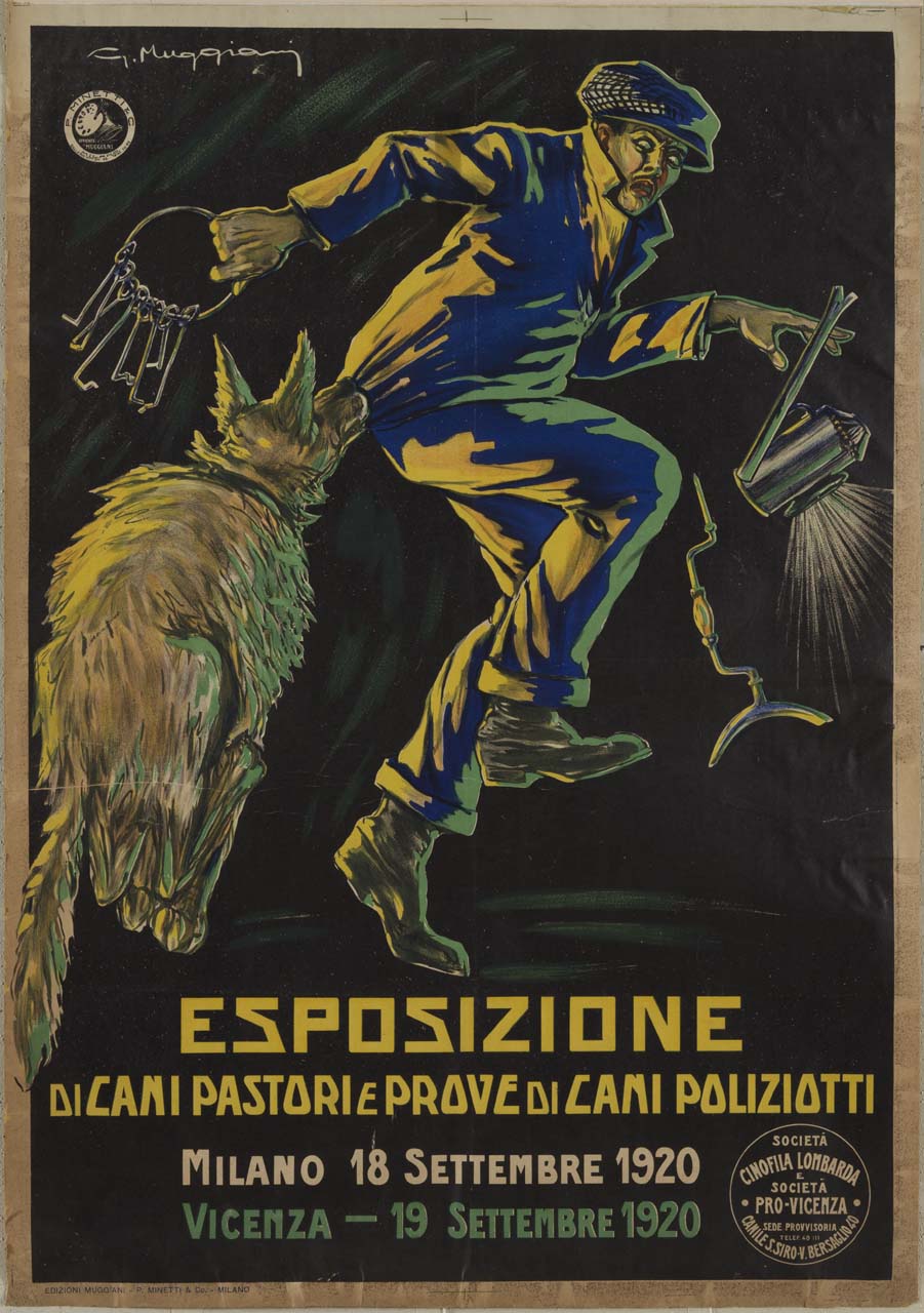 un cane pastore tedesco ferma un ladro mentre tenta di scappare (manifesto) di Muggiani Giorgio (sec. XX)