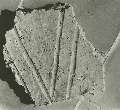 tegola (frammento di) - officina laterizia locale (età imperiale)