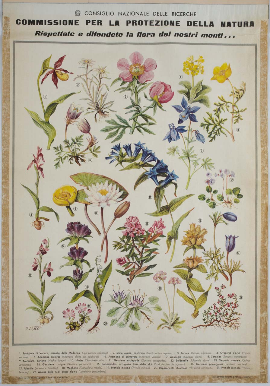 22 specie di fiori montani (manifesto) di Tosco Uberto - ambito italiano (sec. XX)