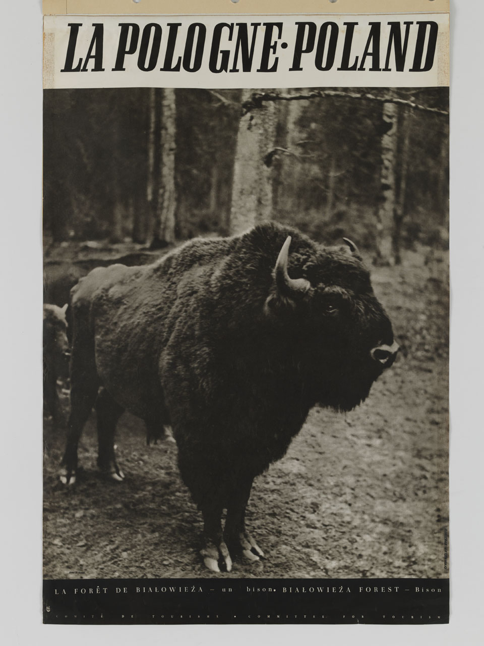 fotografia con bisonte nella foresta di Białowieża (manifesto) di Laurman-Waszewska Alicja, Malek Z (sec. XX)