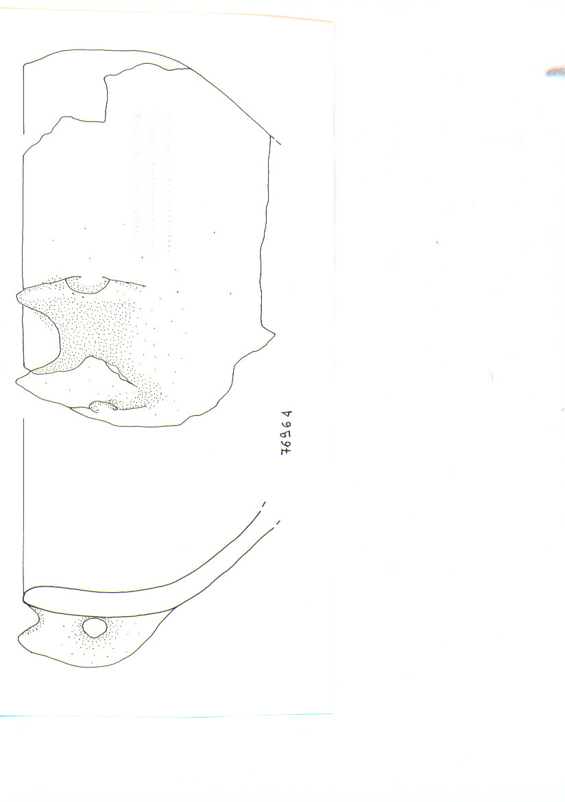 scodella, tipo F34 Ripoli - neolitico finale/ Ripoli II (IV MILLENNIO a.C)