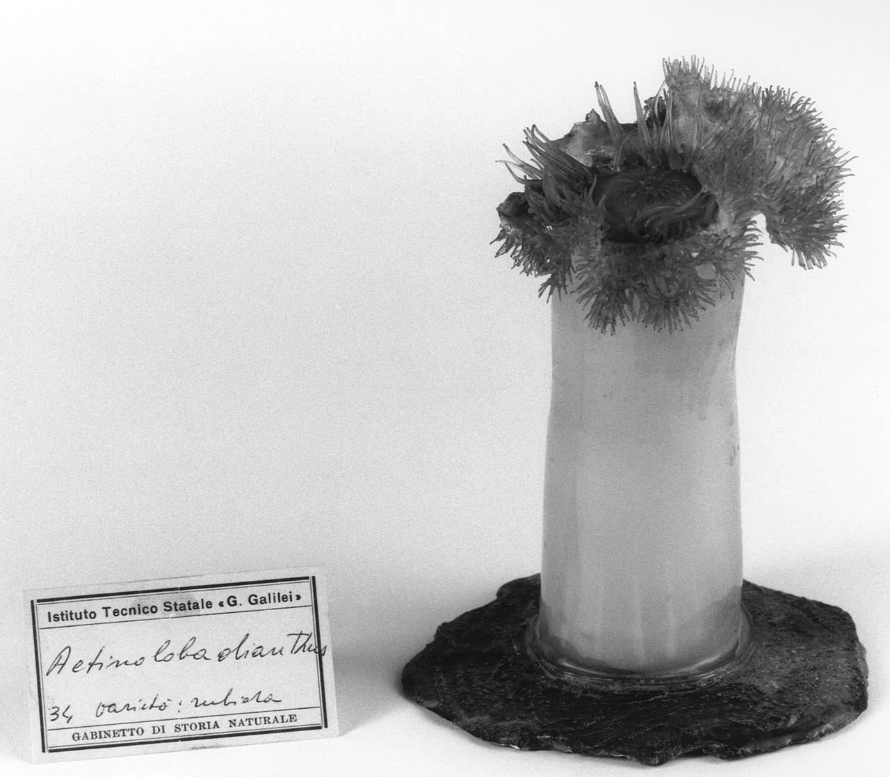 Actinoloba dianthus varietà rubidia, organismo marino (modello) - manifattura di Dresda (seconda metà sec. XIX)