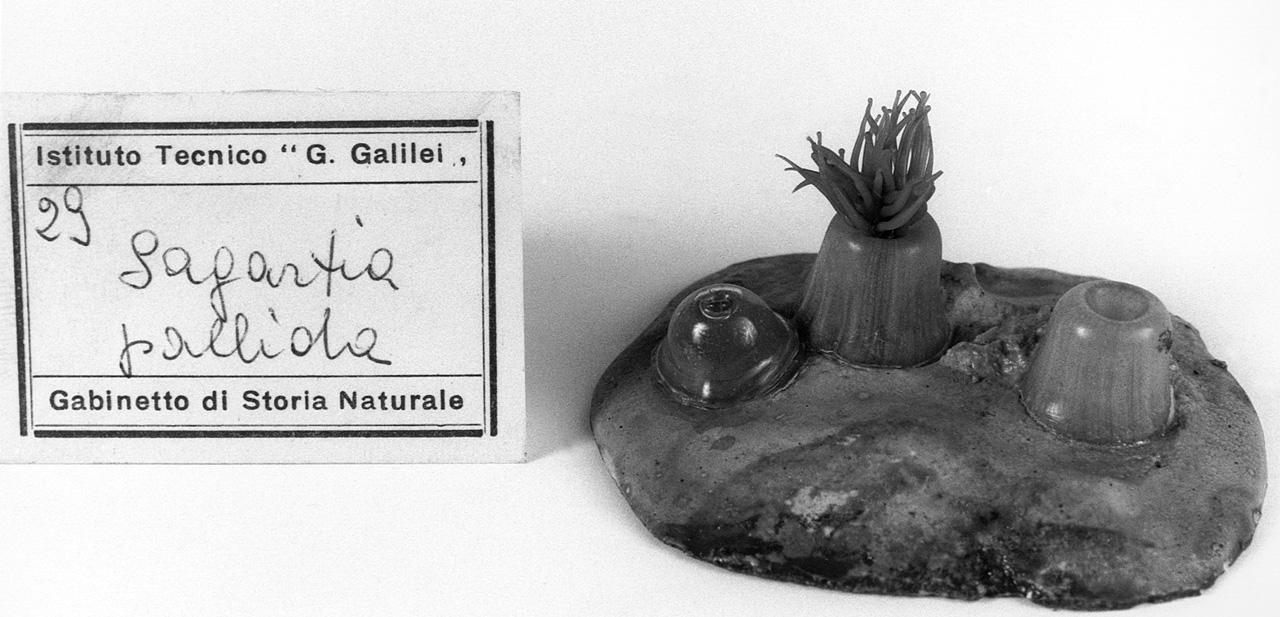 Sagartia pallida, organismo marino (modello) - manifattura di Dresda (seconda metà sec. XIX)