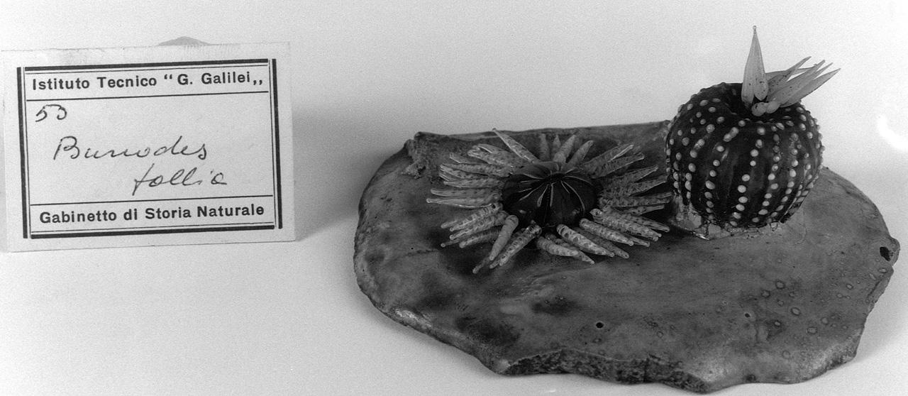 Bunodes thallia, organismo marino (modello) - manifattura di Dresda (seconda metà sec. XIX)