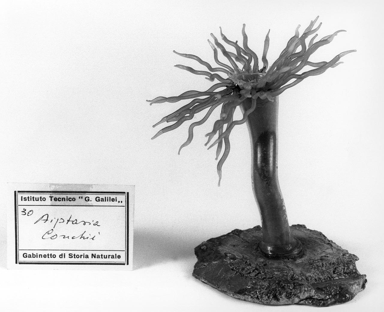 Aiptasia couchii, organismo marino (modello) - manifattura di Dresda (seconda metà sec. XIX)