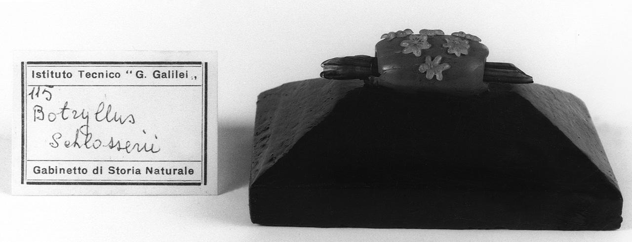 Botryllus schlosserii, organismo marino (modello) - manifattura di Dresda (seconda metà sec. XIX)