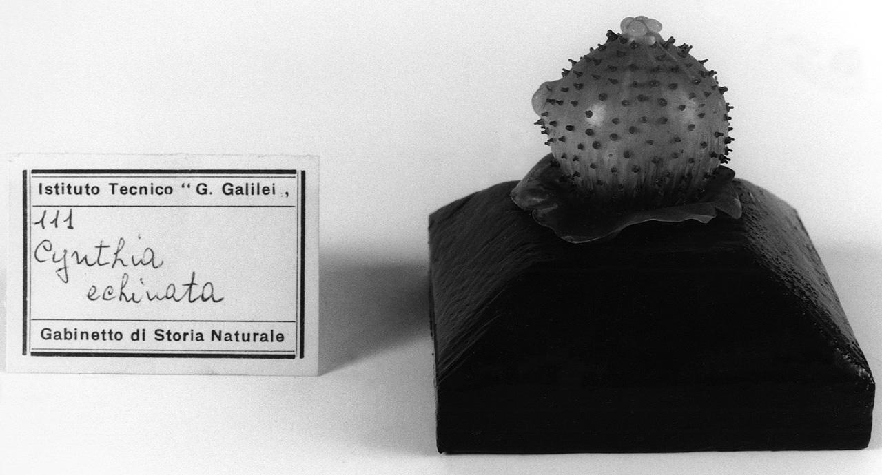 Cynthia echinata, organismo marino (modello) - manifattura di Dresda (seconda metà sec. XIX)