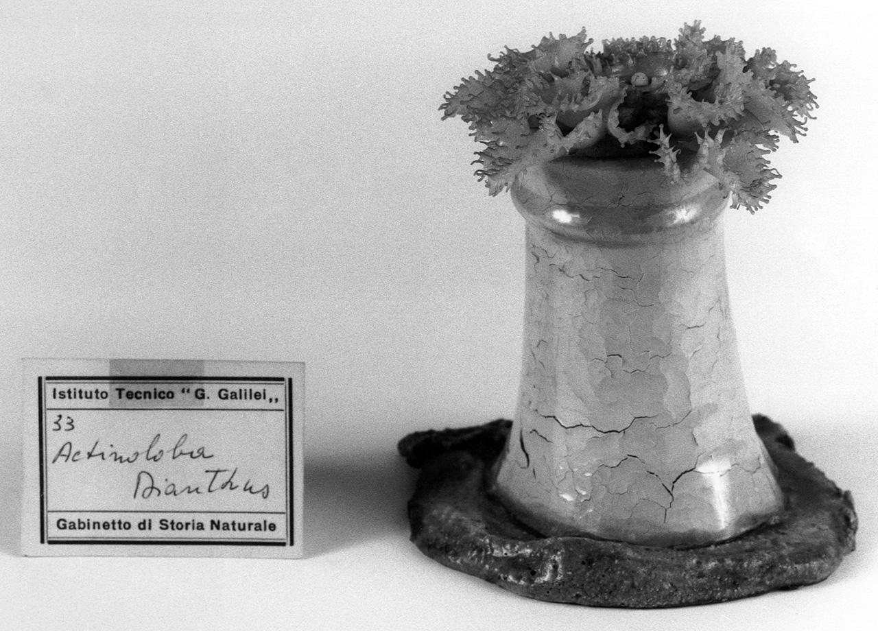 Actinoloba dianthus, organismo marino (modello) - manifattura di Dresda (seconda metà sec. XIX)