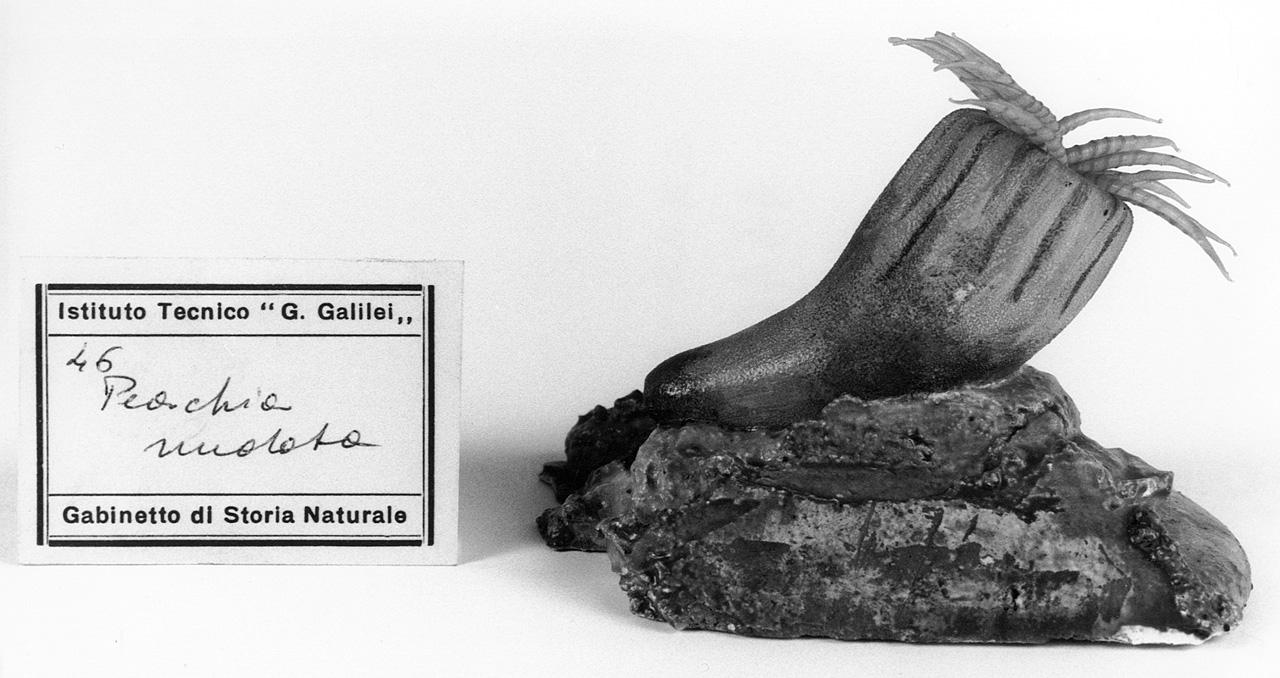 Peachia nudata, organismo marino (modello) - manifattura di Dresda (seconda metà sec. XIX)