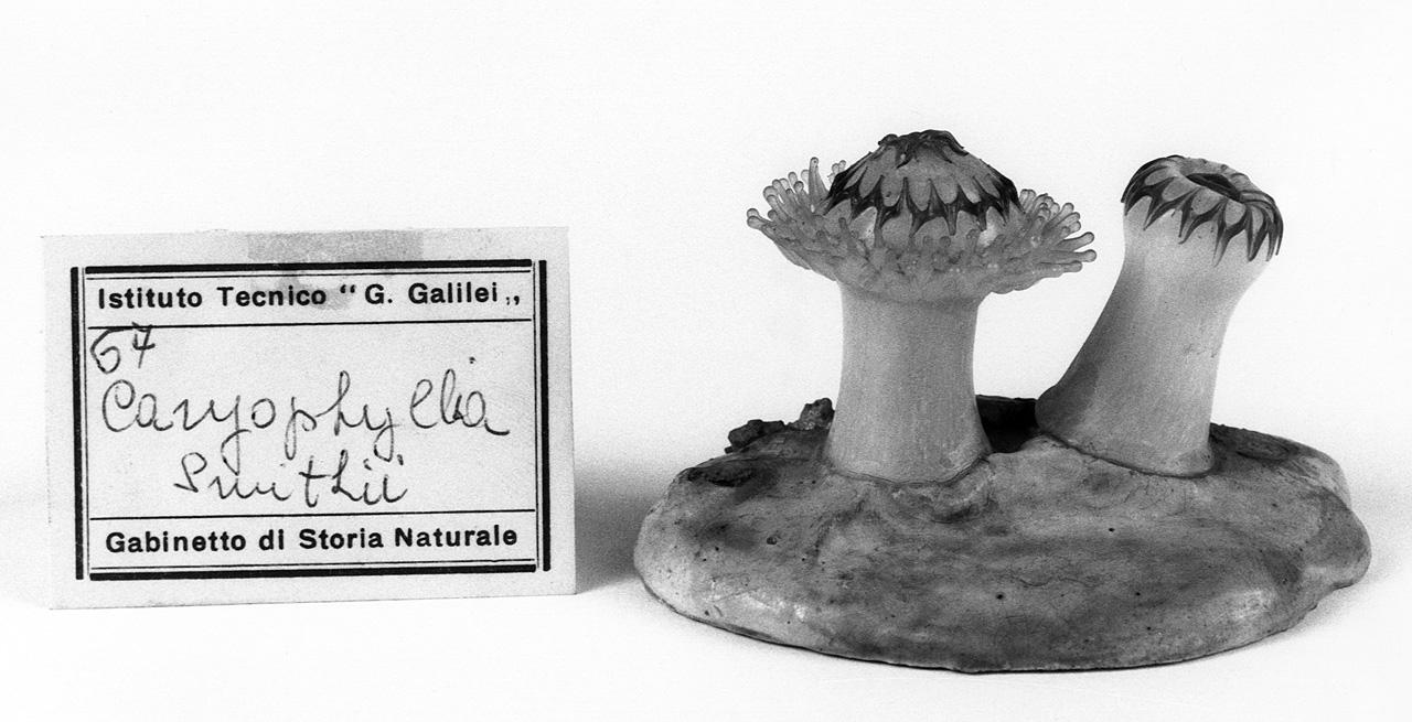 Caryophylla smithii, organismo marino (modello) - manifattura di Dresda (seconda metà sec. XIX)