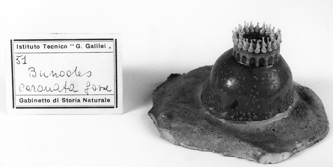 Bunodes coronata, organismo marino (modello) - manifattura di Dresda (seconda metà sec. XIX)