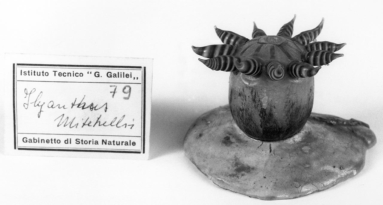 Ilyanthus mitchelli, organismo marino (modello) - manifattura di Dresda (seconda metà sec. XIX)