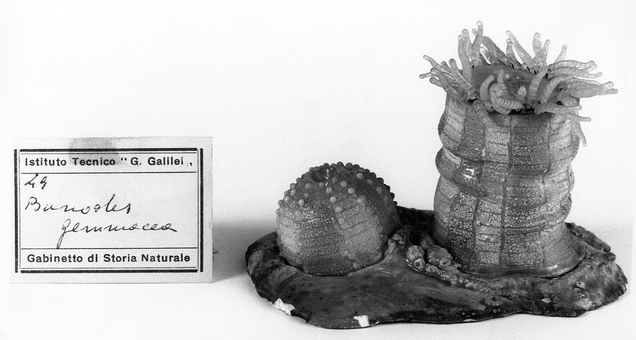 Bunodes gemmacea, organismo marino (modello) - manifattura di Dresda (seconda metà sec. XIX)
