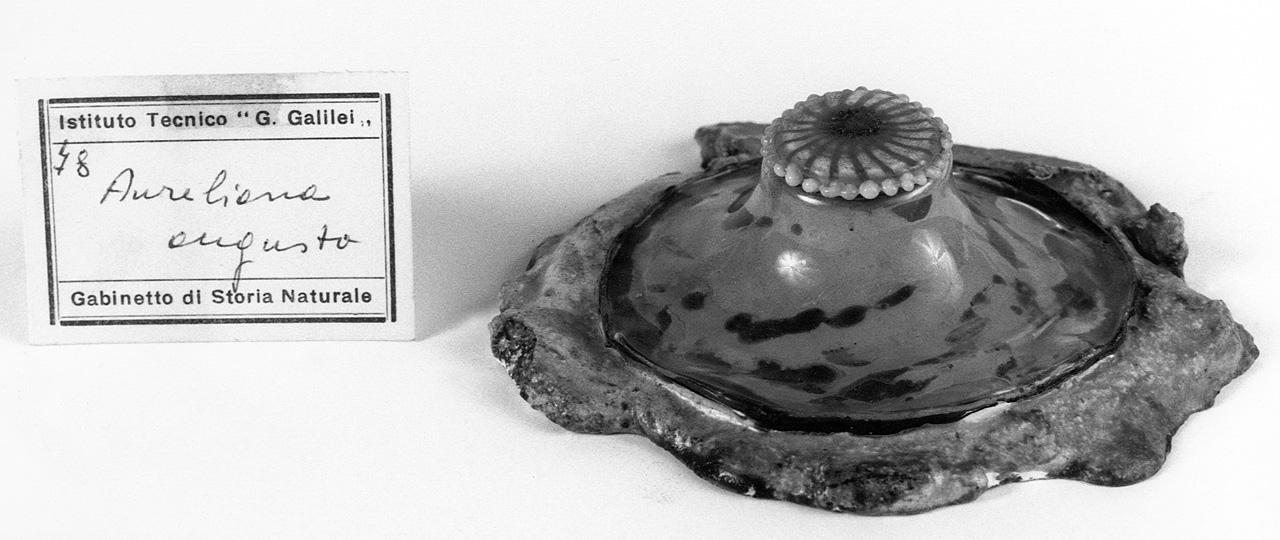 Aureliana augusta, organismo marino (modello) - manifattura di Dresda (seconda metà sec. XIX)
