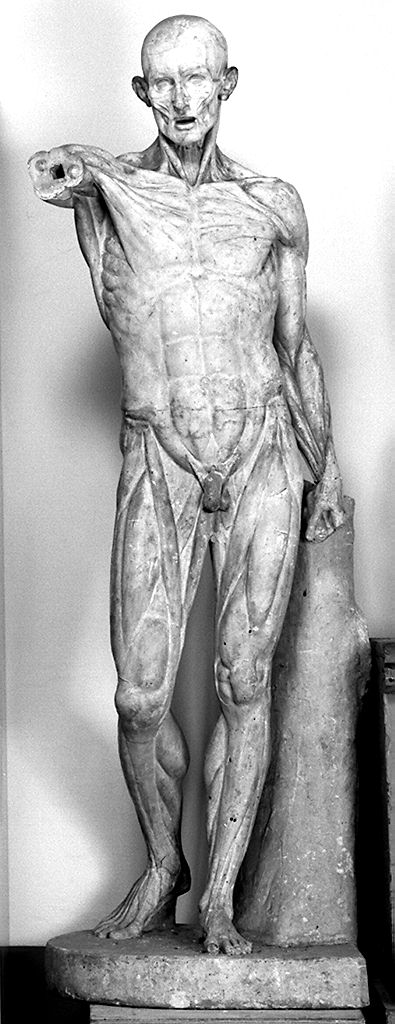 scorticato, giovane nudo (statua) - produzione francese (secc. XVIII/ XIX)