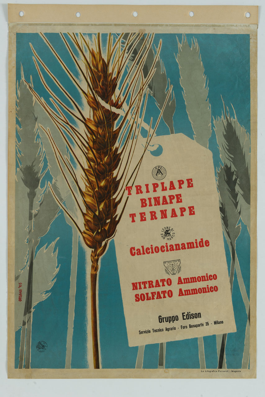 spiga di grano con cartellino (manifesto) di Oriani Giuseppe detto Oriani Pippo (sec. XX)
