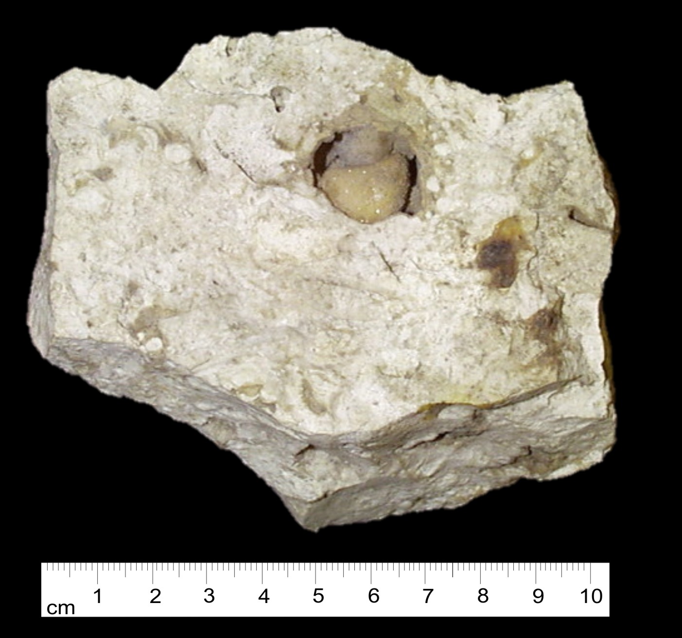 Fossile (invertebrato, mollusco, associazione fossile)