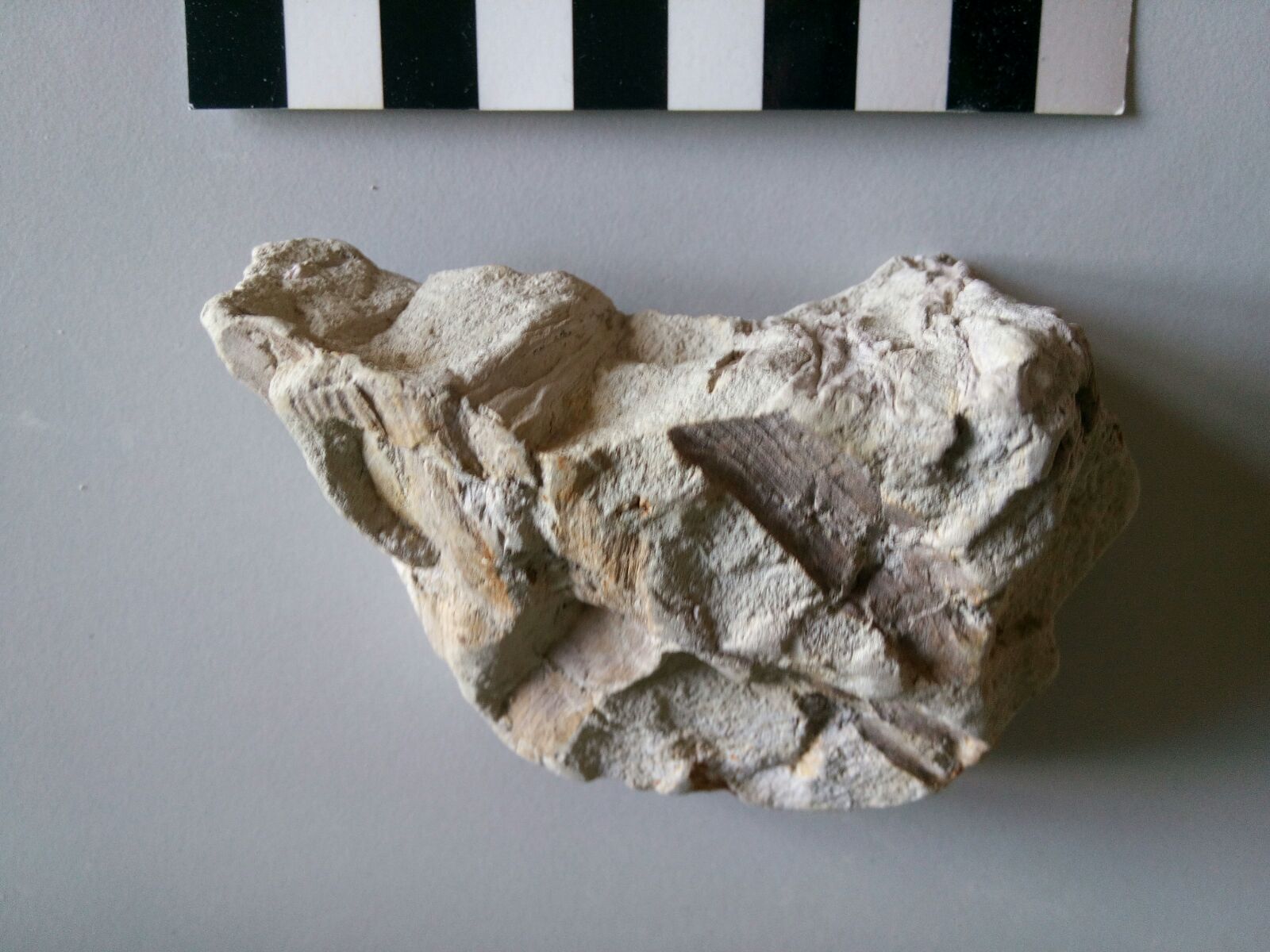 Fossile (pianta, associazione fossile)
