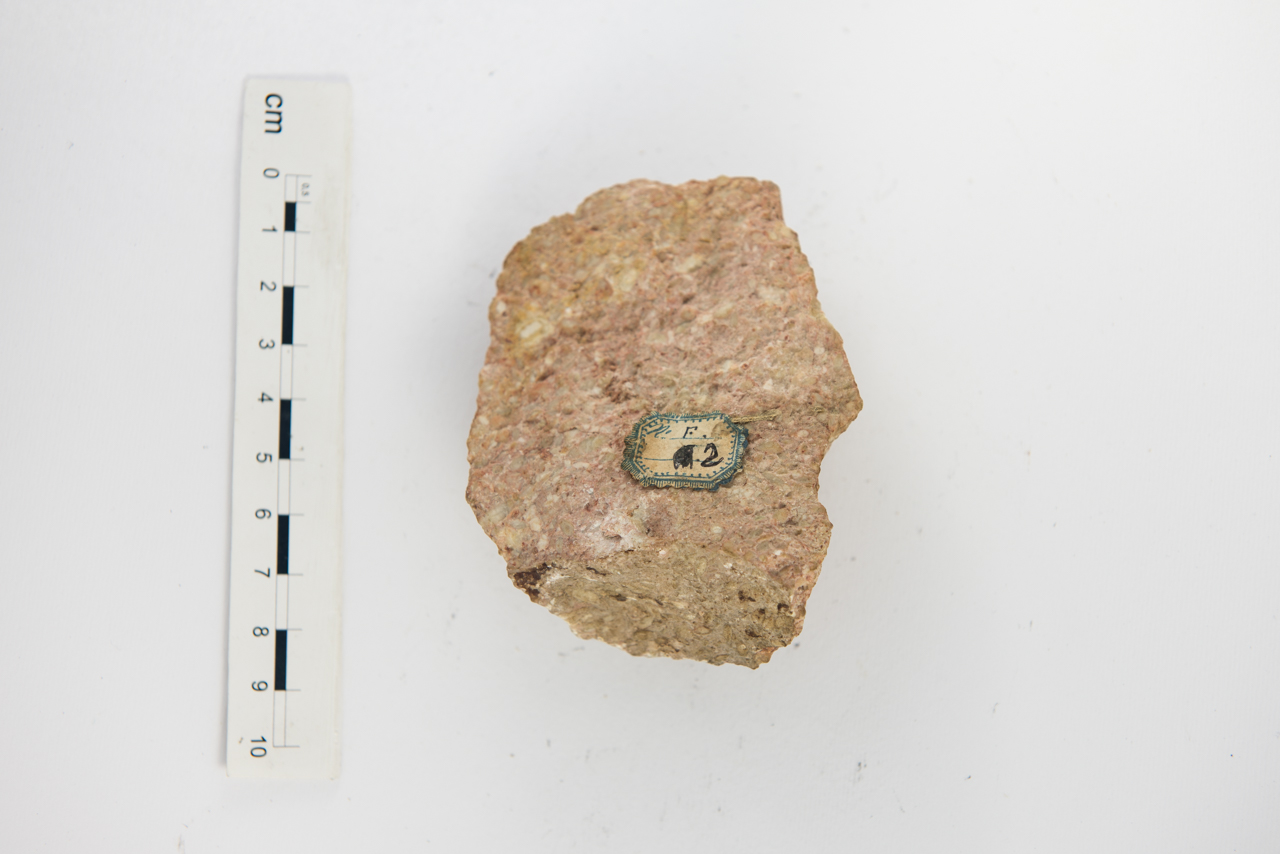 Fossile (foraminiferi, associazione fossile)
