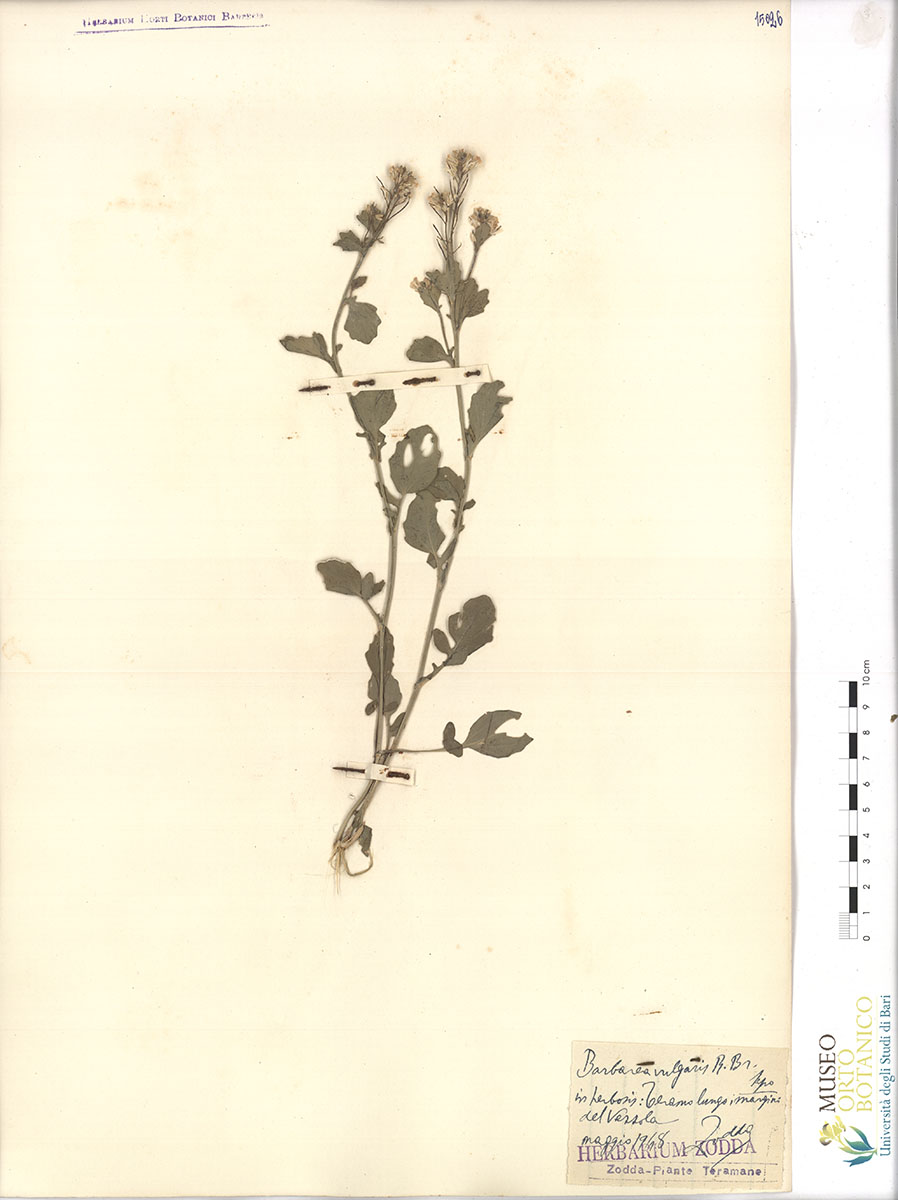 Barbarea vulgaris R. Br. var. vulgaris - campione (01/05/1948)