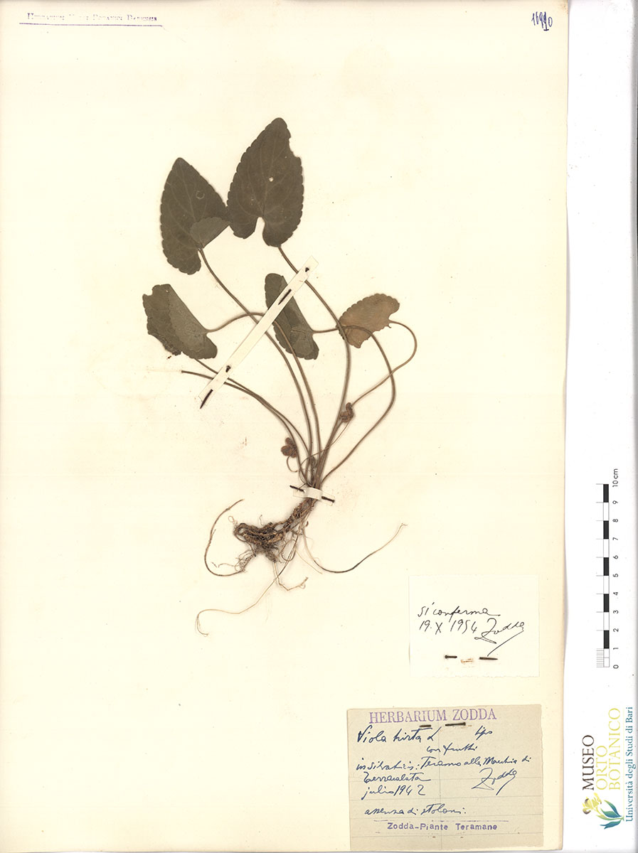 Viola hirta L. var. hirta - campione (01/07/1942)