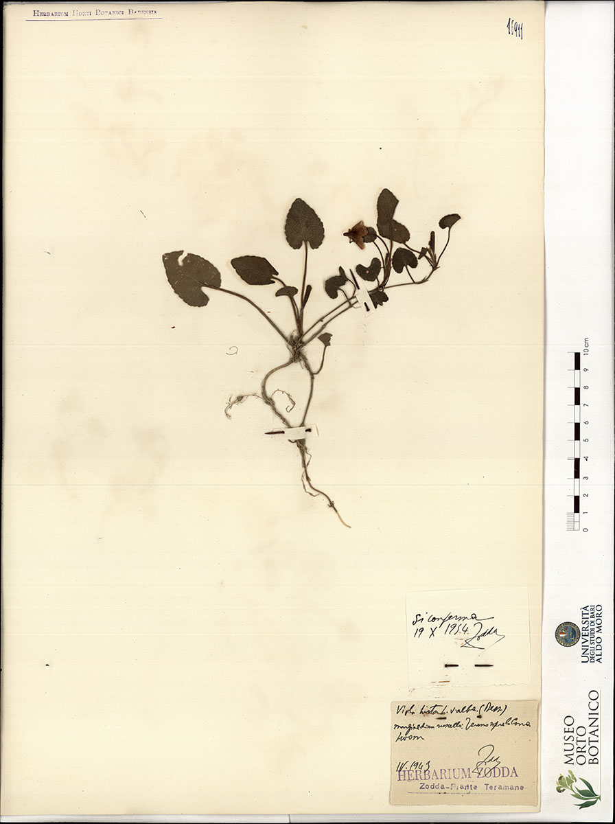 Viola hirta L. var. alba Bess - campione (01/04/1943)