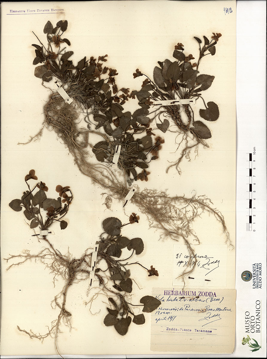 Viola hirta L. var. alba Bess - campione (01/04/1951)