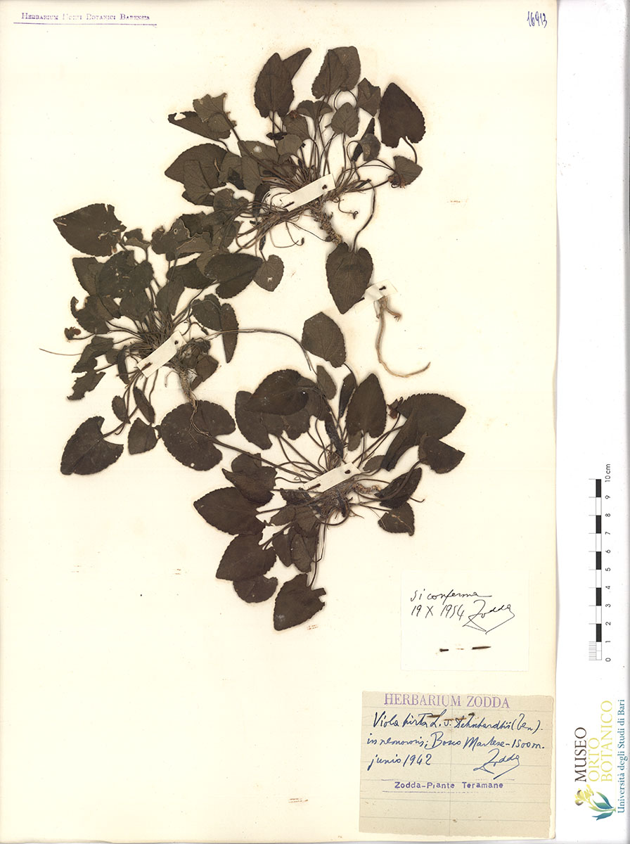 Viola hirta L. var. dehnhardtii Ten - campione (01/06/1942)