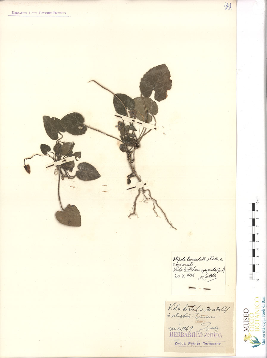 Viola hirta L. var. odorata L - campione (01/04/1949)