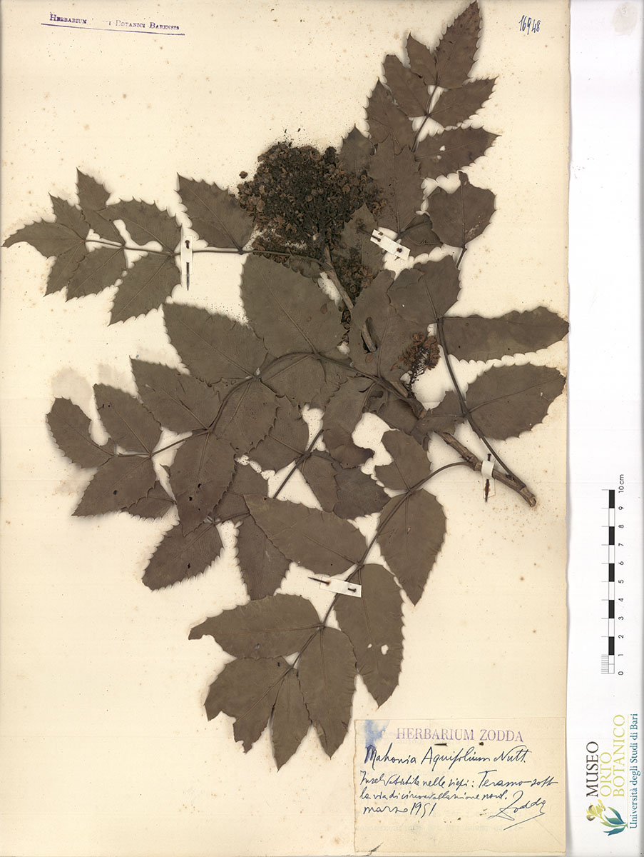 Mahonia aquifolium Nutt - campione (01/03/1951)