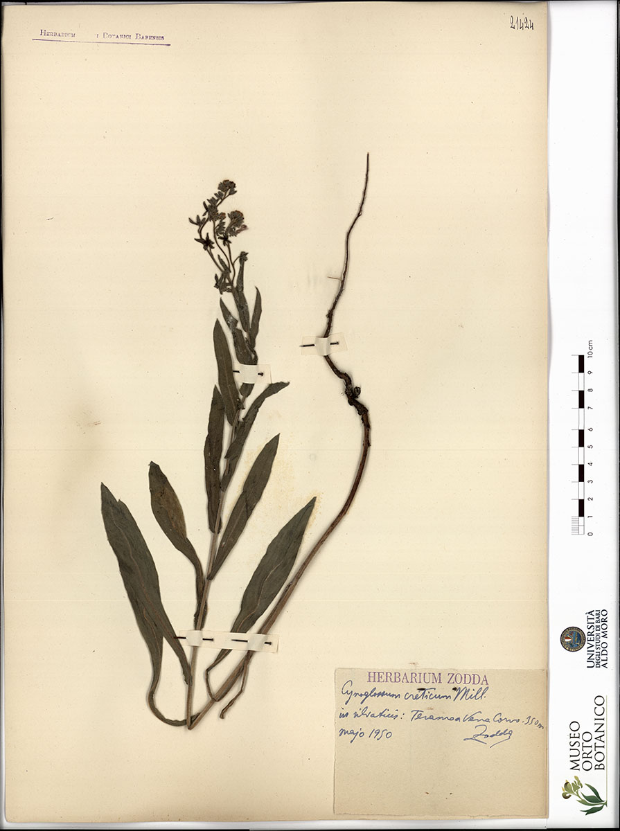 Cynoglossum creticum Mill - campione (01/05/1950)