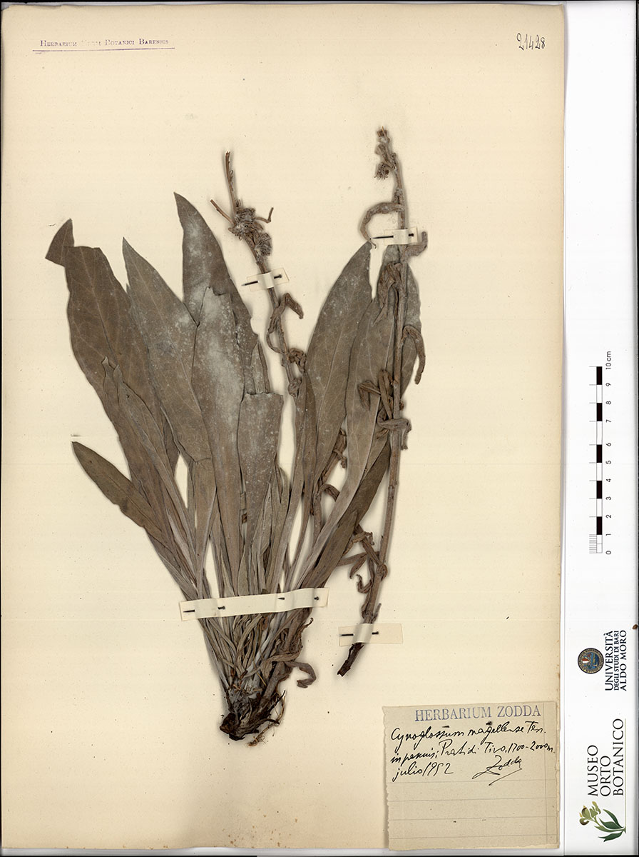 Cynoglossum magellense Ten - campione (01/07/1952)
