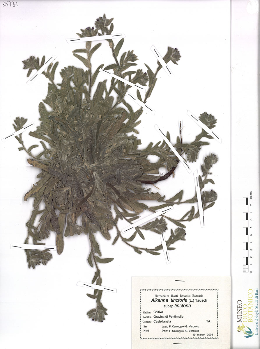 Alkanna tinctoria (L.) Tausch subsp. tinctoria - campione (10/03/2008)