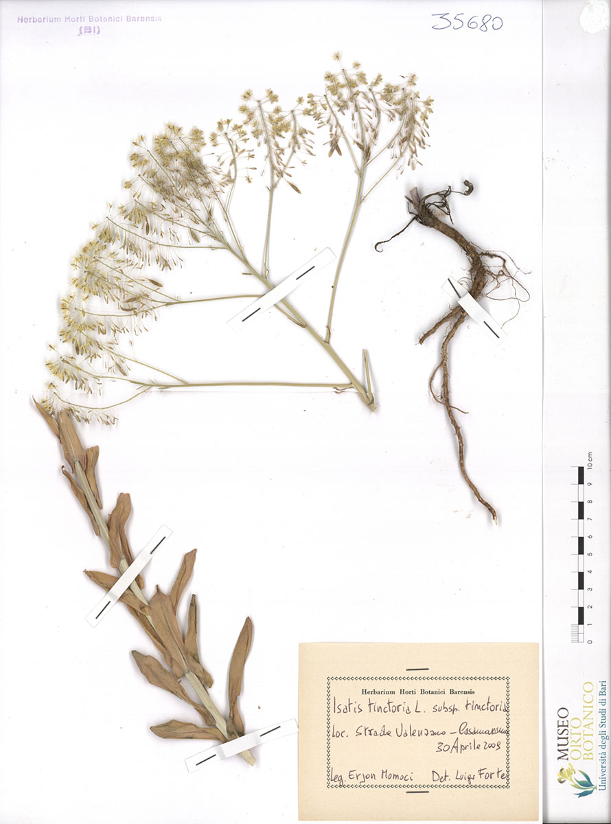 Isatis tinctoria L. subsp. tinctoria - campione (30/04/2009)