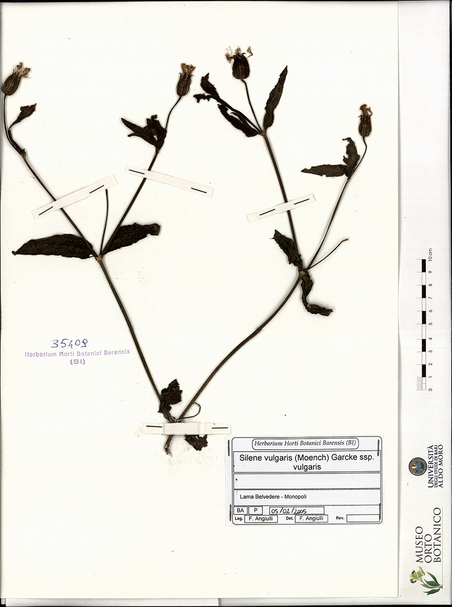 Silene vulgaris (Moench) Garcke subsp. vulgaris - campione