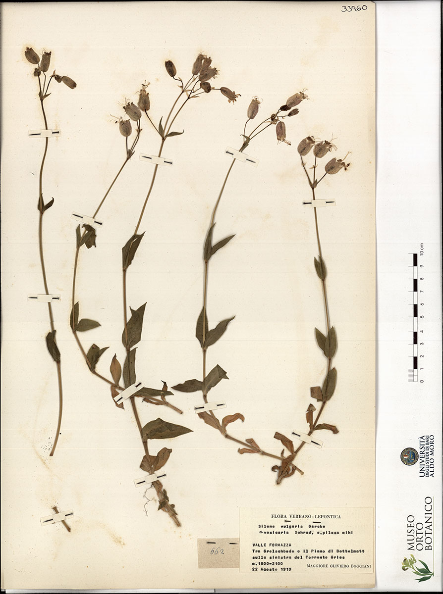 Silene vulgaris Garcke α vesicaria Schred - campione