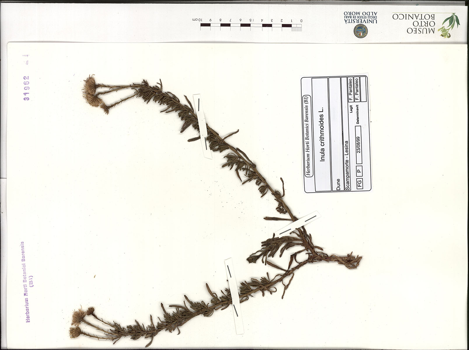 Inula chritmoides L - campione (26/08/1999)