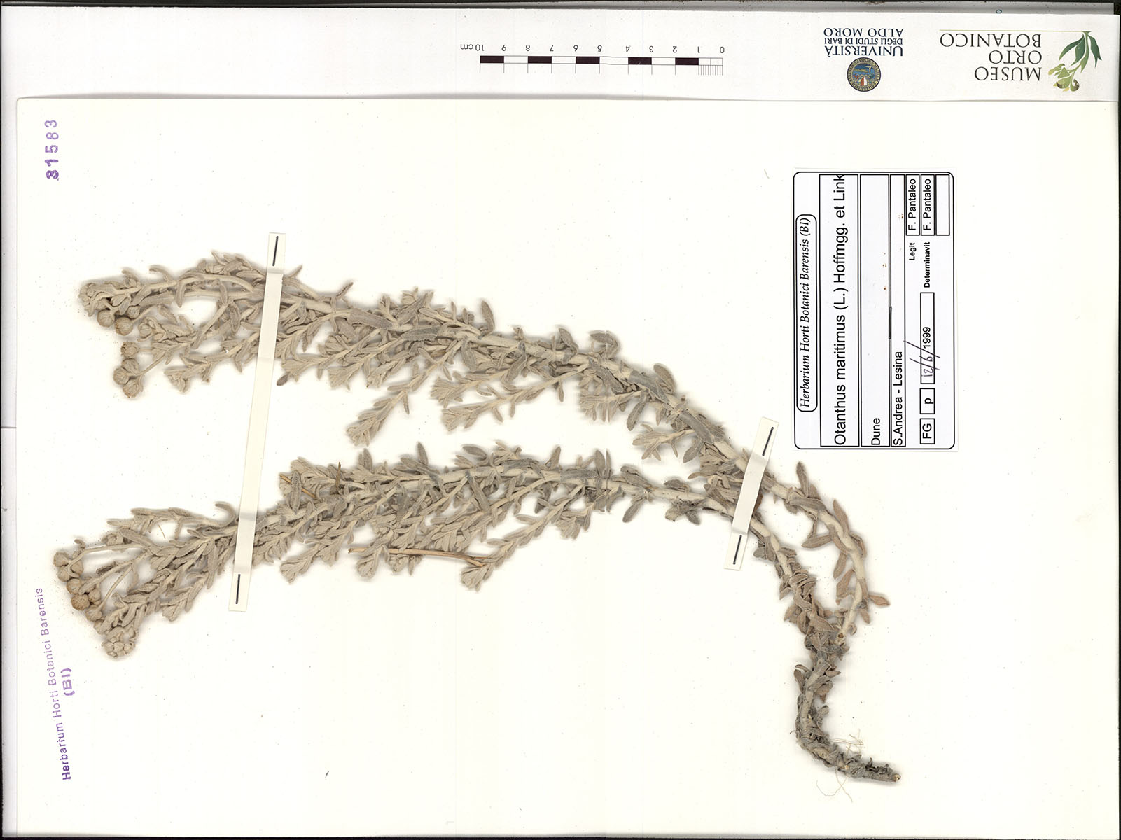 Otanthus maritimus (L.) Hoffmgg. et Link - campione (12/06/1999)