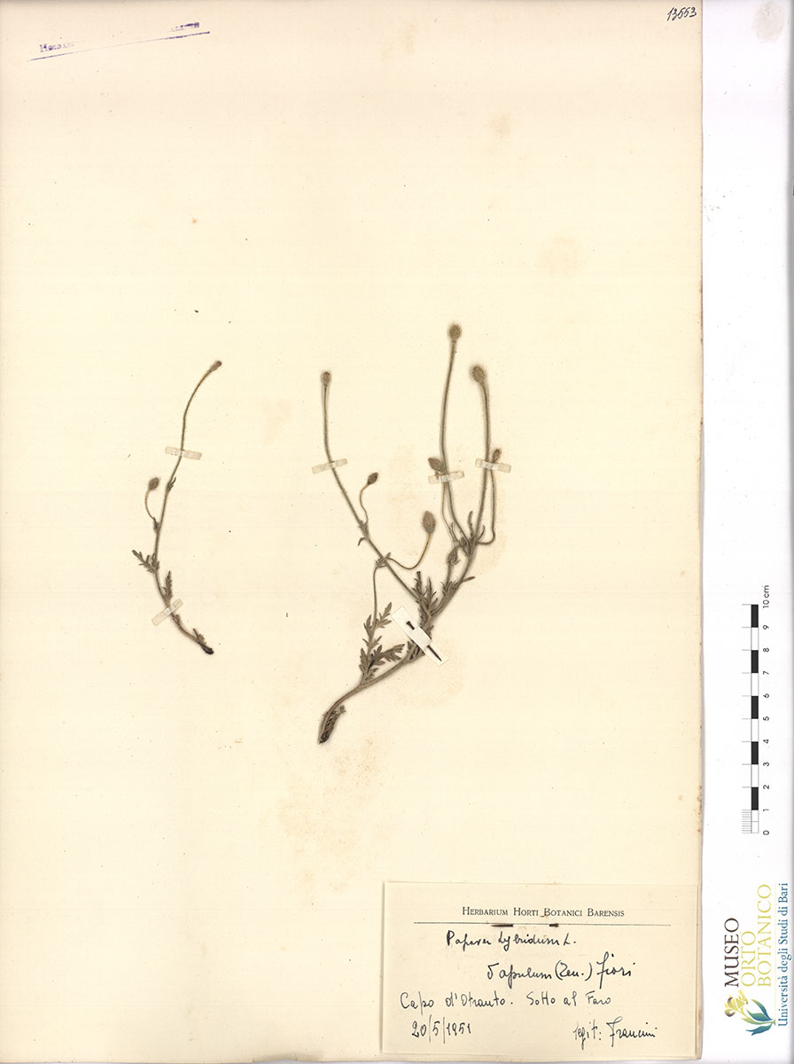 Papaver hybridum L. γ apulum (Ten.) Fiori - campione (20/05/1951)
