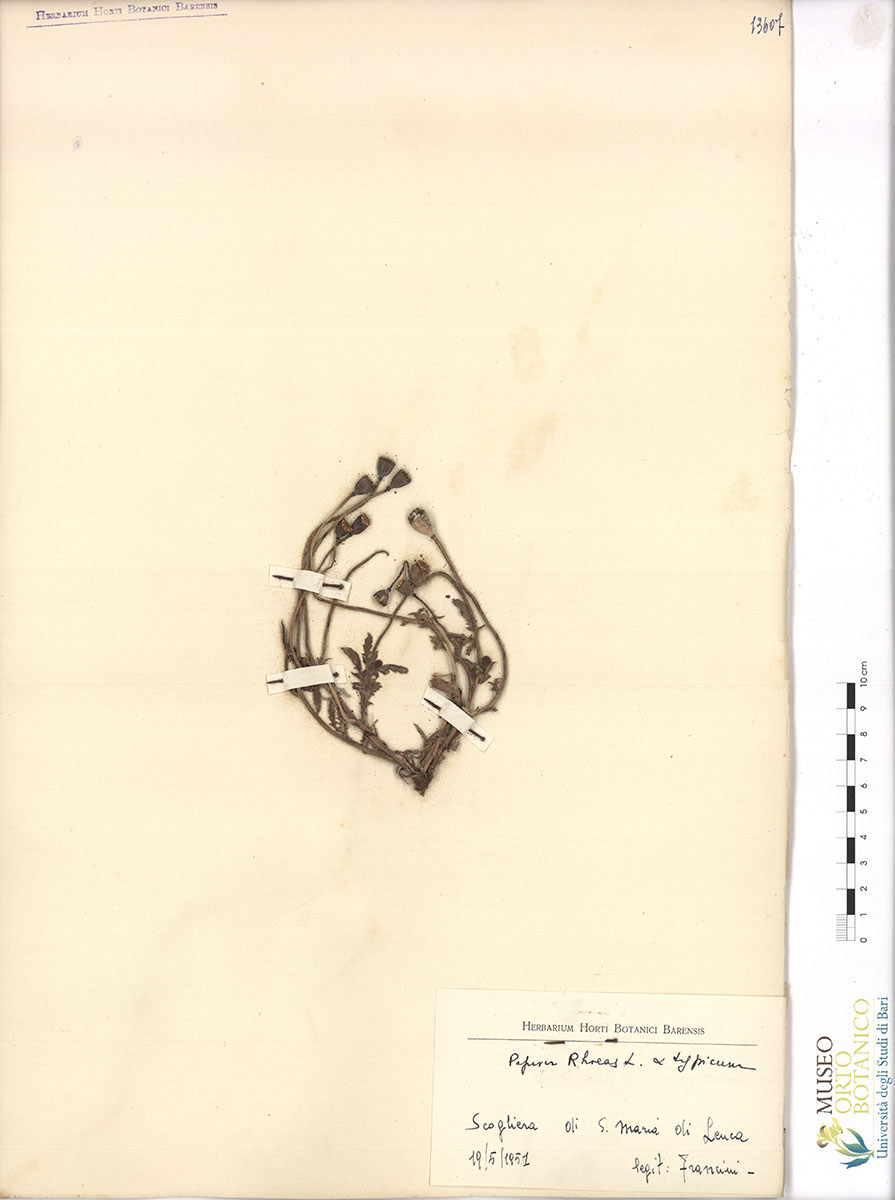 Papaver rhoeas L. α typicum - campione (19/05/1951)