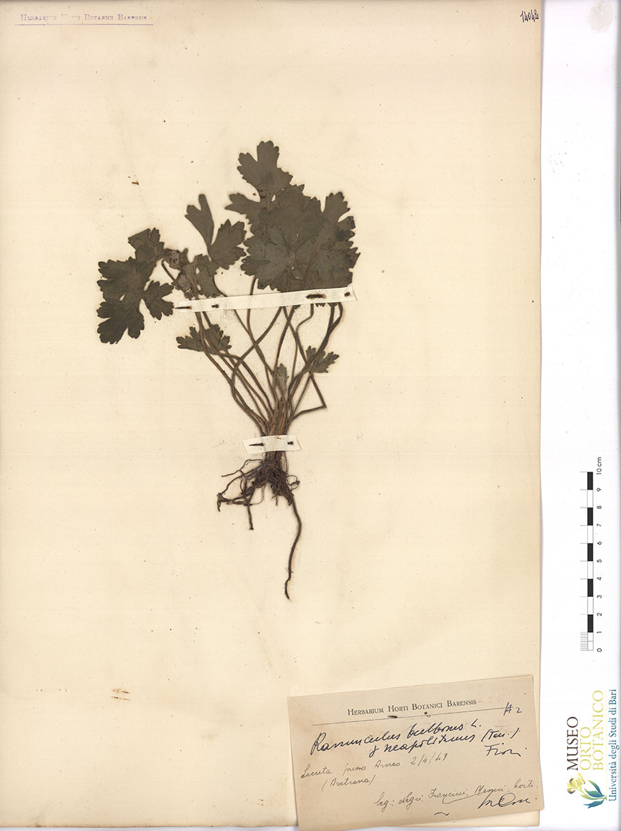 Ranunculus bulbosus L. γ neapolitanus (Ten.) Fiori - campione (02/04/1949)