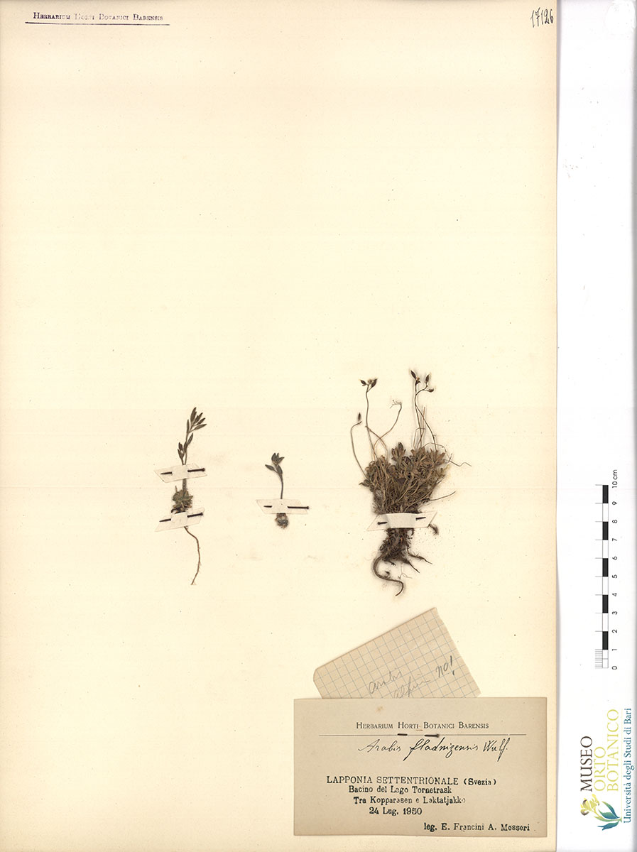 Arabis fladnizensis Wulf - campione (24/07/1950)