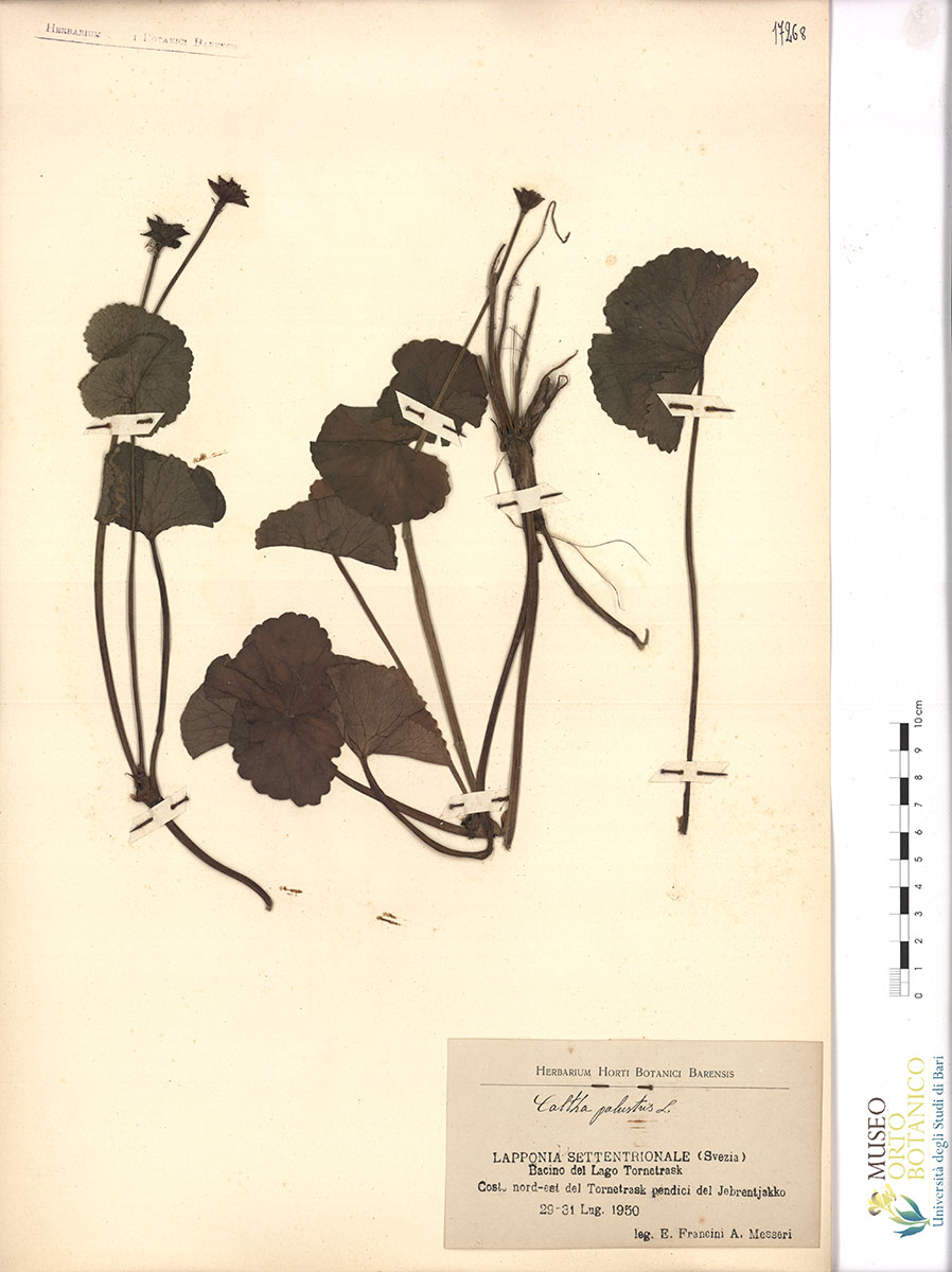 Caltha palustris L - campione (31/07/1950)